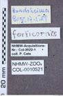 Etikette zu Ampedus forticornis (NHMW-ZOO-COL-0010521)